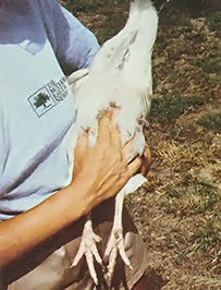 You should be able to place two fingers between the pubic bones if you have a laying hen. If you can't, you have a non-laying hen.